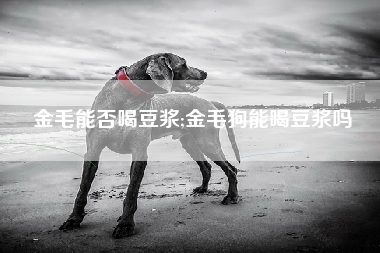 金毛能否喝豆浆;金毛狗能喝豆浆吗