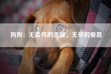 狗狗：无条件的忠诚、无尽的爱意
