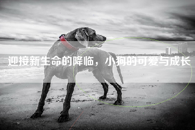 迎接新生命的降临，小狗的可爱与成长