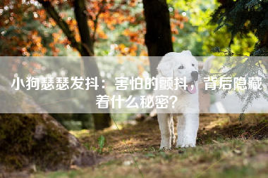 小狗瑟瑟发抖：害怕的颤抖，背后隐藏着什么秘密？