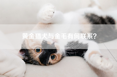 黄金猎犬与金毛有何联系？