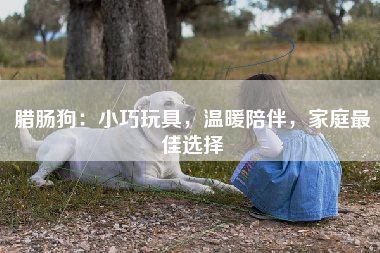腊肠狗：小巧玩具，温暖陪伴，家庭最佳选择