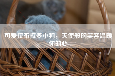 可爱拉布拉多小狗，天使般的笑容温暖你的心
