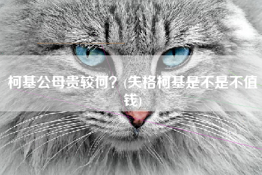 柯基公母贵较何？(失格柯基是不是不值钱)