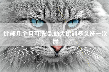 比熊几个月可洗澡;幼犬比熊多久洗一次澡