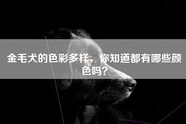 金毛犬的色彩多样，你知道都有哪些颜色吗？