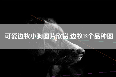 可爱边牧小狗图片欣赏,边牧12个品种图
