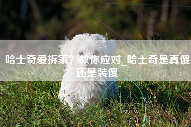 哈士奇爱拆家？教你应对_哈士奇是真傻还是装傻