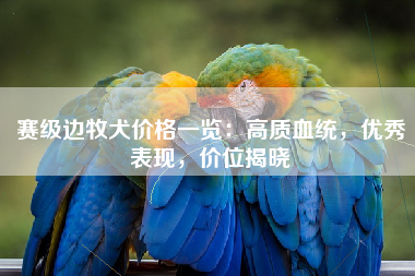 赛级边牧犬价格一览：高质血统，优秀表现，价位揭晓