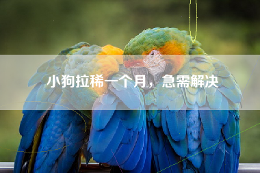 小狗拉稀一个月，急需解决