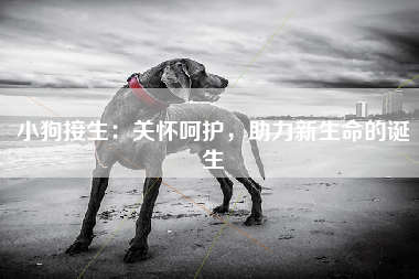 小狗接生：关怀呵护，助力新生命的诞生