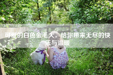 可爱的白色金毛犬，给你带来无尽的快乐与温暖