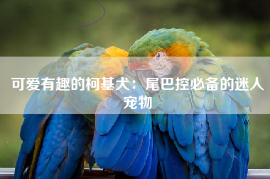 可爱有趣的柯基犬：尾巴控必备的迷人宠物