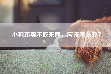 小狗新买不吃东西，应该怎么办？