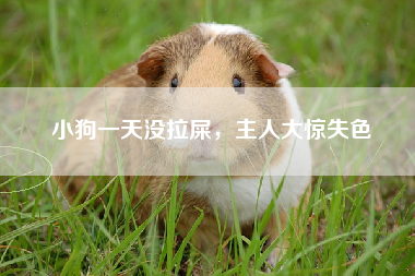 小狗一天没拉屎，主人大惊失色