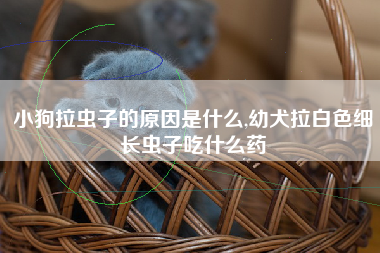 小狗拉虫子的原因是什么,幼犬拉白色细长虫子吃什么药
