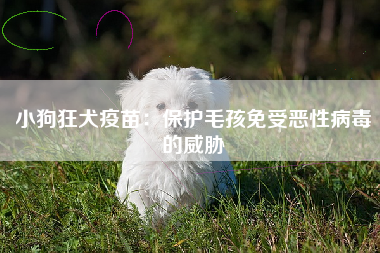 小狗狂犬疫苗：保护毛孩免受恶性病毒的威胁