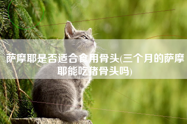 萨摩耶是否适合食用骨头(三个月的萨摩耶能吃猪骨头吗)