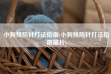 小狗预防针打法指南(小狗预防针打法指南图片)