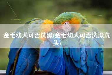 金毛幼犬可否洗澡(金毛幼犬可否洗澡洗头)
