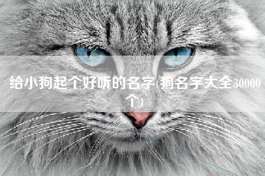 给小狗起个好听的名字(狗名字大全30000个)