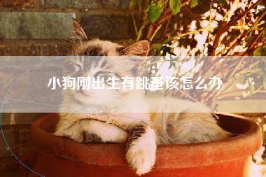小狗刚出生有跳蚤该怎么办