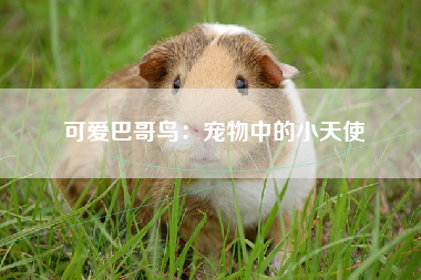 可爱巴哥鸟：宠物中的小天使