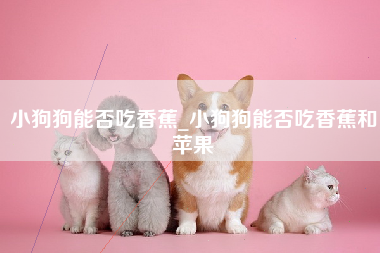 小狗狗能否吃香蕉_小狗狗能否吃香蕉和苹果