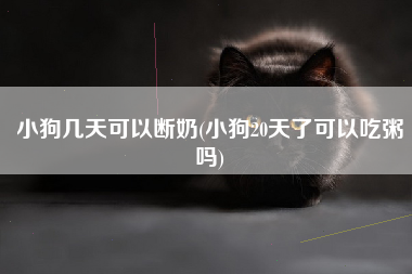 小狗几天可以断奶(小狗20天了可以吃粥吗)