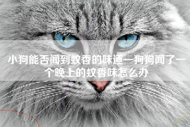 小狗能否闻到蚊香的味道—狗狗闻了一个晚上的蚊香味怎么办