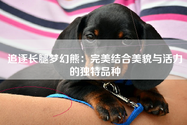 追逐长腿梦幻熊：完美结合美貌与活力的独特品种