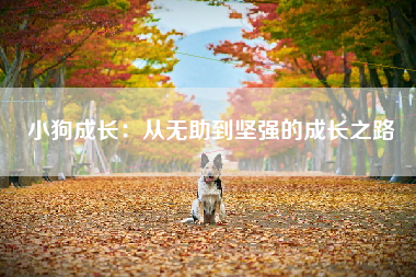 小狗成长：从无助到坚强的成长之路
