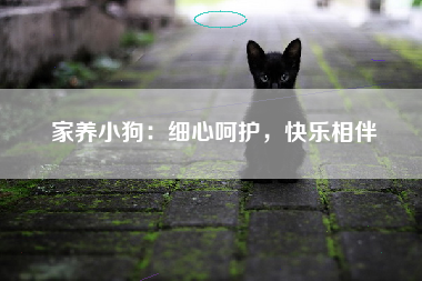 家养小狗：细心呵护，快乐相伴