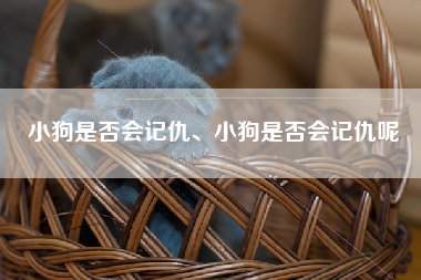 小狗是否会记仇、小狗是否会记仇呢