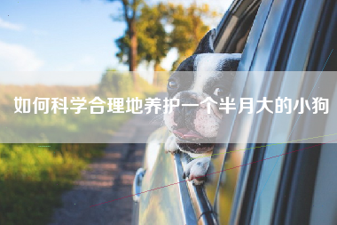如何科学合理地养护一个半月大的小狗