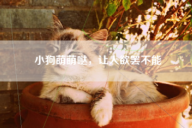 小狗萌萌哒，让人欲罢不能